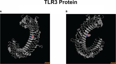 Analysis of associations between the TLR3 SNPs rs3775291 and rs3775290 and COVID-19 in a cohort of professionals of Belém-PA, Brazil